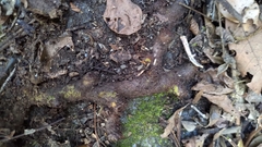 Davallia divaricata