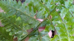 Davallia divaricata