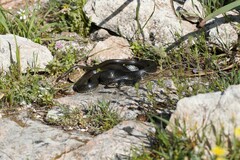 Dolichophis jugularis