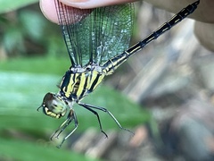 Cratilla lineata