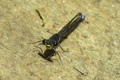 Pseudagrion citricola