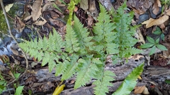 Davallia divaricata