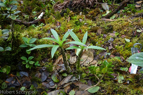 Lobelia oahuensis, 2022-12-29
