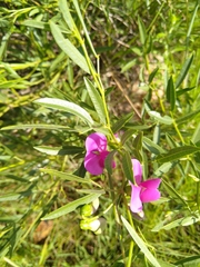 Sphenostylis angustifolia