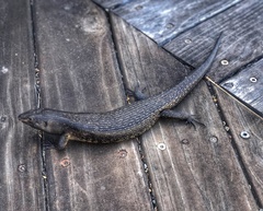 Egernia kingii