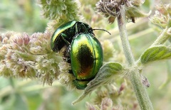 Chrysolina herbacea