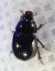 Hybosorus illigeri