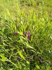 Sphenostylis angustifolia