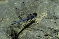 Trithemis furva
