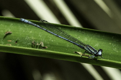 Pseudagrion kersteni