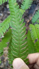 Pteris arisanensis