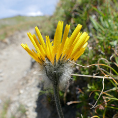 Hieracium villosum