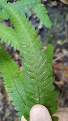 Pteris arisanensis