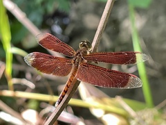 Neurothemis terminata