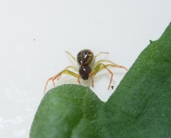 Lysiteles