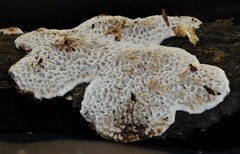 Datronia mollis