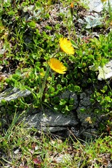 Hieracium villosum