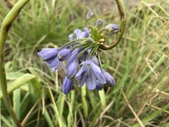 Agapanthus campanulatus
