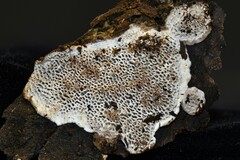 Datronia mollis
