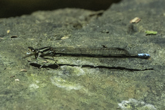Pseudagrion