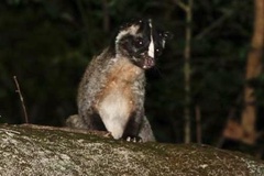 Paguma larvata larvata