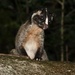 Chinese Masked Palm Civet - Photo (c) janchai, some rights reserved (CC BY-NC)