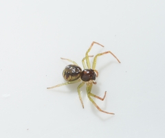 Lysiteles