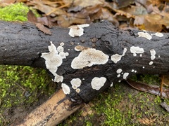 Datronia mollis