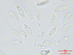 Datronia mollis