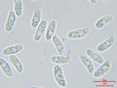 Datronia mollis