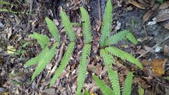 Pteris arisanensis