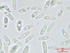 Datronia mollis