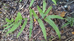Pteris arisanensis