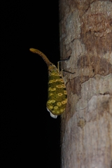 Pyrops sidereus