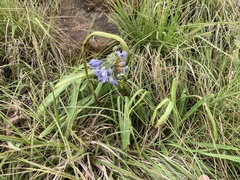 Agapanthus campanulatus