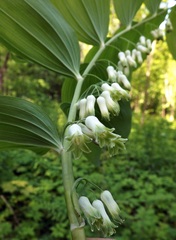 Polygonatum × hybridum