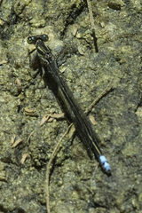 Pseudagrion