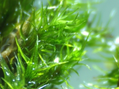 Grimmia trichophylla