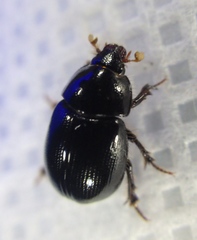Hybosorus illigeri