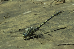 Paragomphus cognatus