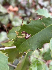 Phytomyza ilicicola