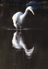 Egretta