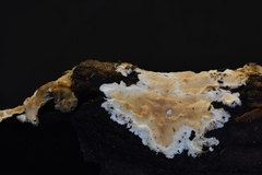 Steccherinum bourdotii