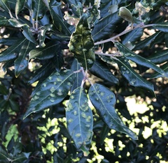 Dryomyia lichtensteinii