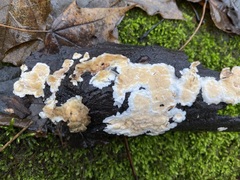 Steccherinum bourdotii