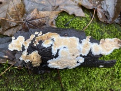 Steccherinum bourdotii