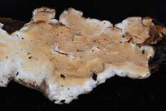 Steccherinum bourdotii