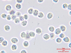 Steccherinum bourdotii