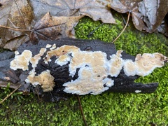Steccherinum bourdotii