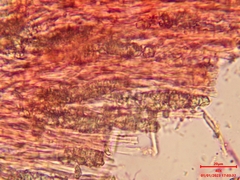 Steccherinum bourdotii